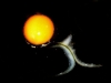 Der Einsiedlerwurm spielt mit seiner Goldkugel am liebsten im Dunklen