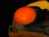 Traeumender Rotgoldmond